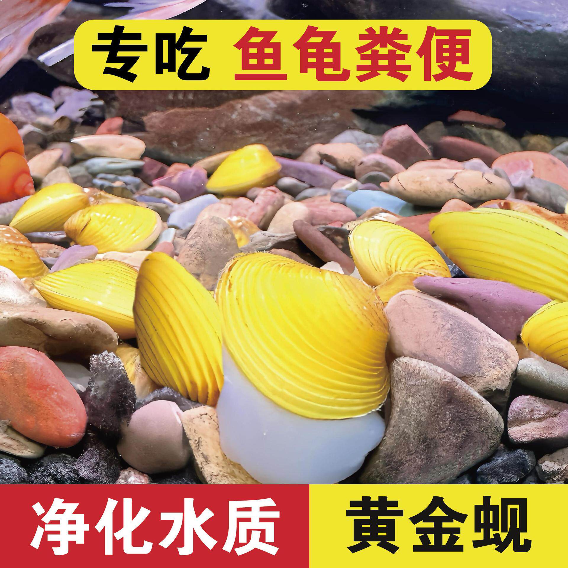 黄金蚬河蚬溪蚬小河蚌黄金螺除藻 清洁净水观赏 鱼缸吃鱼粪便清理