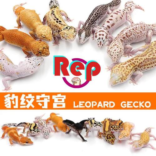 豹纹守宫爬宠活体宠物蜥蜴温顺爬虫壁虎小蜥蜴懒人入门网红宠物