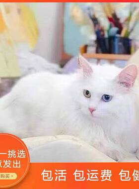 纯白山东狮子猫仙女猫蓝眼狮子猫临清狮子猫金瞳狮子猫异瞳狮子猫