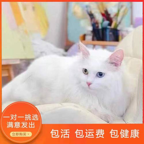 纯白山东狮子猫仙女猫蓝眼狮子猫临清狮子猫金瞳狮子猫异瞳狮子猫