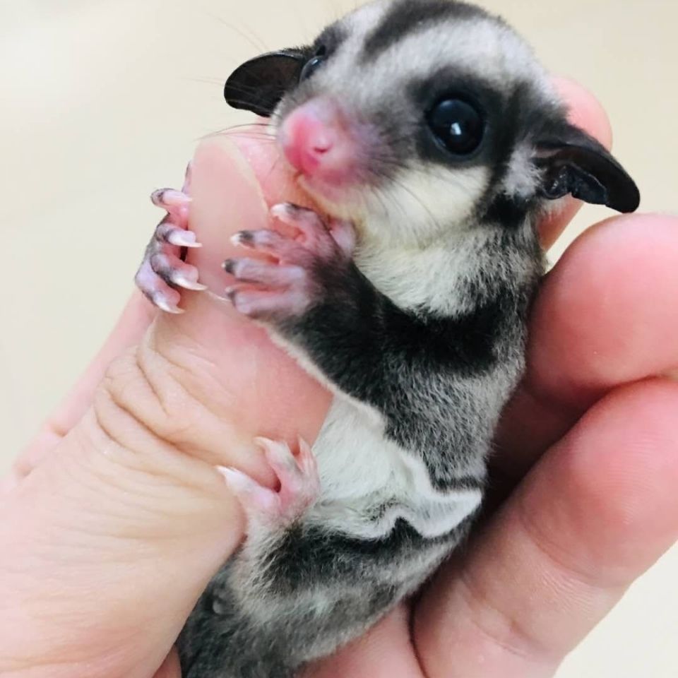 蜜袋鼯粮食活体幼崽蜜袋鼬口袋宠物小飞鼠会飞好养活粘人可爱包活