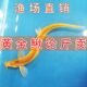 黄金泥鳅清道夫金龙鳅好养淡水鱼原生鱼耐活观赏鱼 包邮