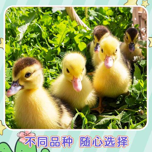 宠物鸭网红子小黄活稀罕