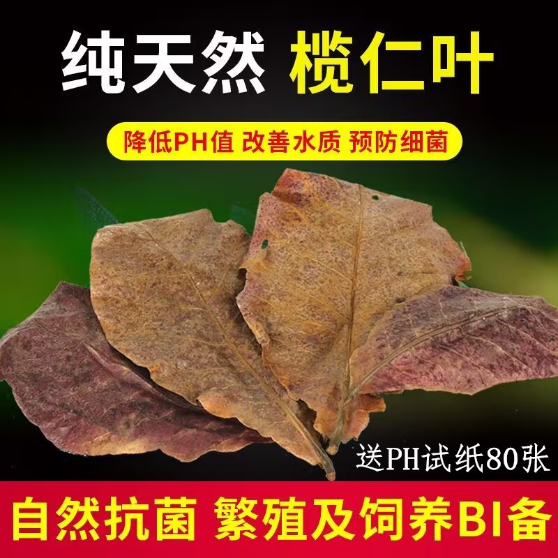 免煮榄仁叶斗鱼懒人缸降酸