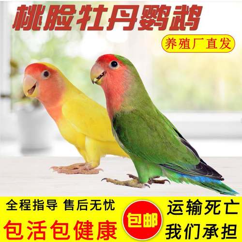 黄桃牡丹鹦鹉活鸟玄凤会