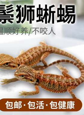 鬃狮蜥蜴宠物幼体活的入