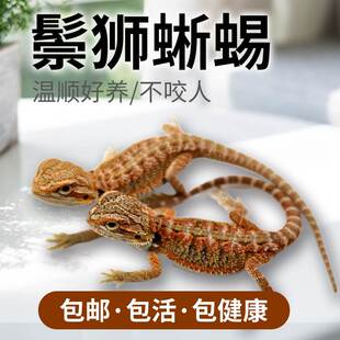鬃狮蜥蜴宠物幼体活的入门级爬宠异宠温顺不咬人幼体温顺活体网红