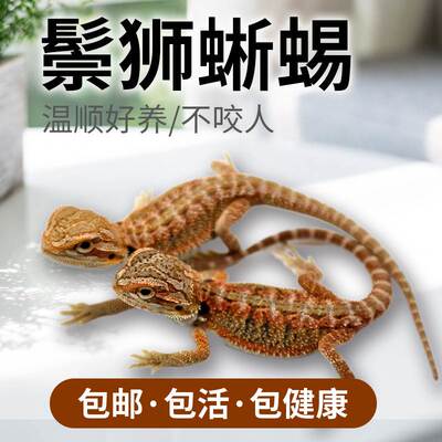 鬃狮蜥蜴宠物幼体活的入