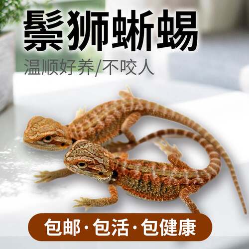 鬃狮蜥蜴宠物幼体活的入