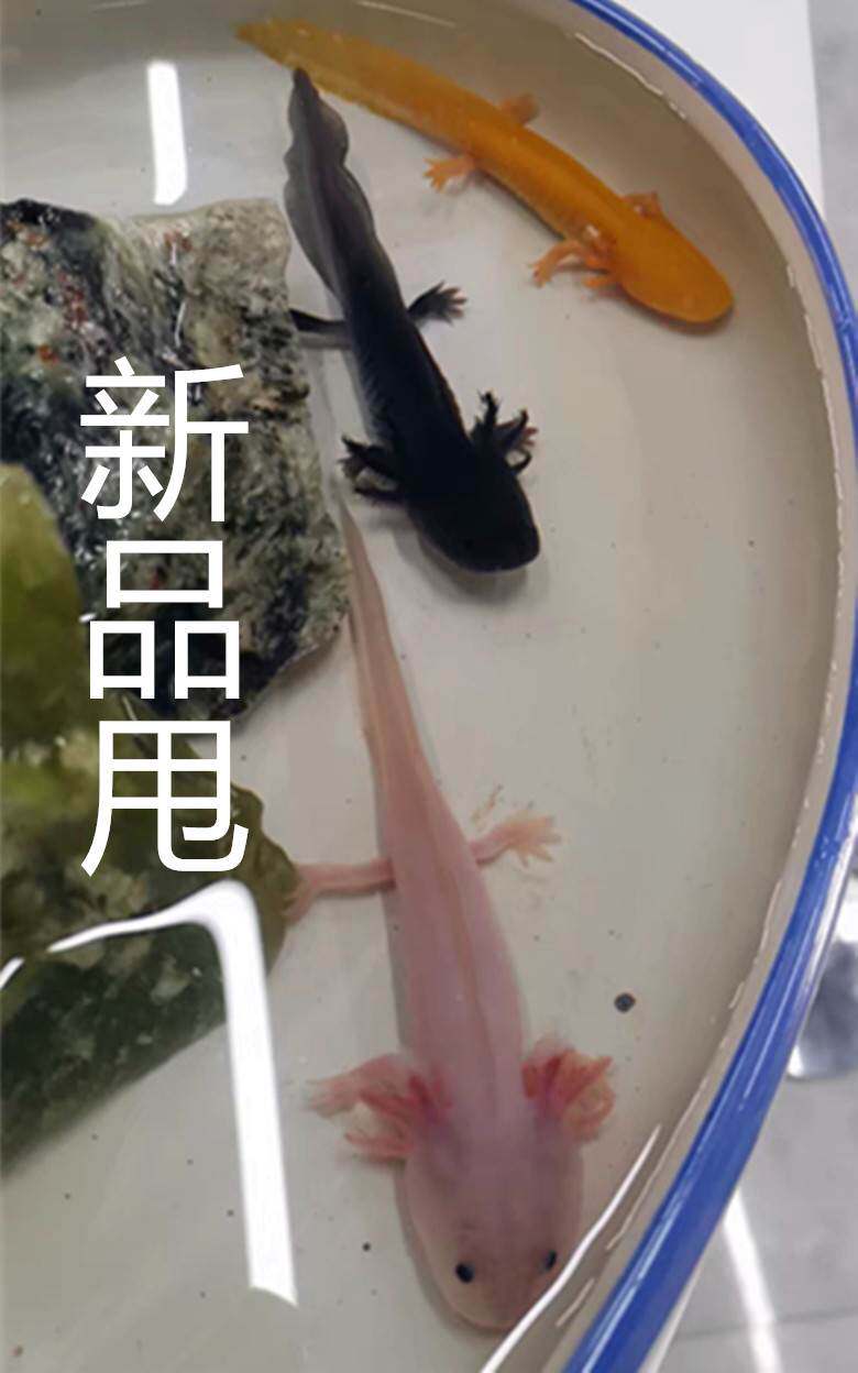 六角恐龙鱼冷水鱼观赏鱼蝾螈淡水鱼娃娃鱼摆摊夜市