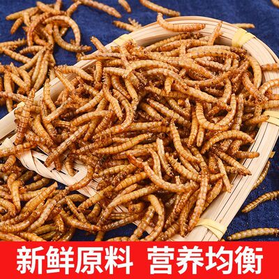 面包虫干宠以沫黄粉虫八哥