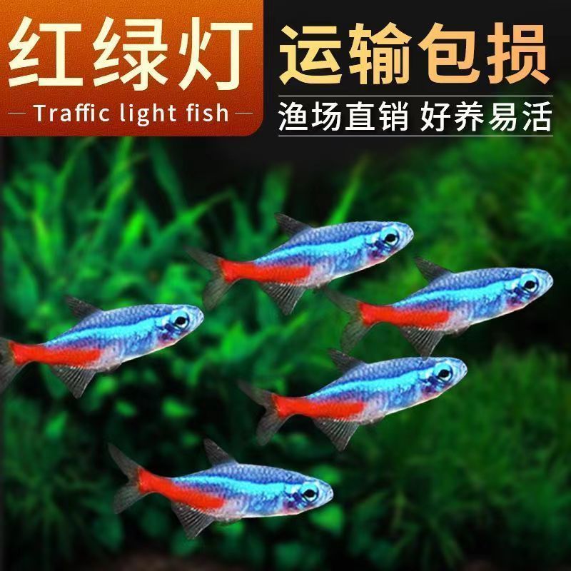 【群游灯科鱼】红绿灯热带鱼宝莲灯观赏鱼迷你灯群游帝王灯霓虹灯