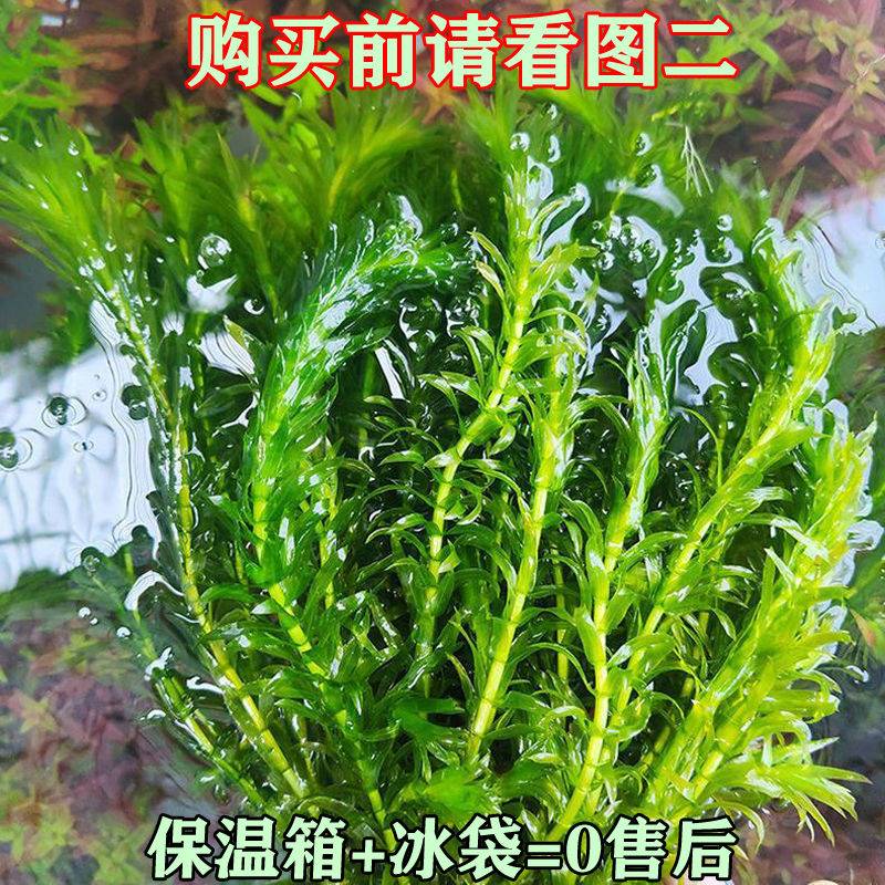 蜈蚣草新手水草淡水水草