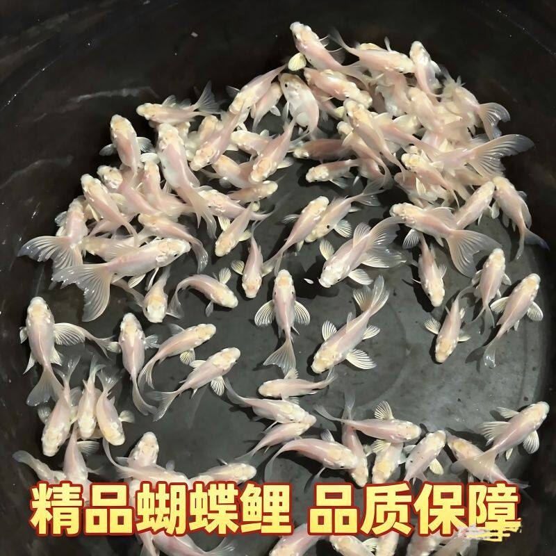 台湾精品蝴蝶鲤活体鱼苗贵妃长尾短身球体球形蝴蝶鲤鱼广温观赏鱼