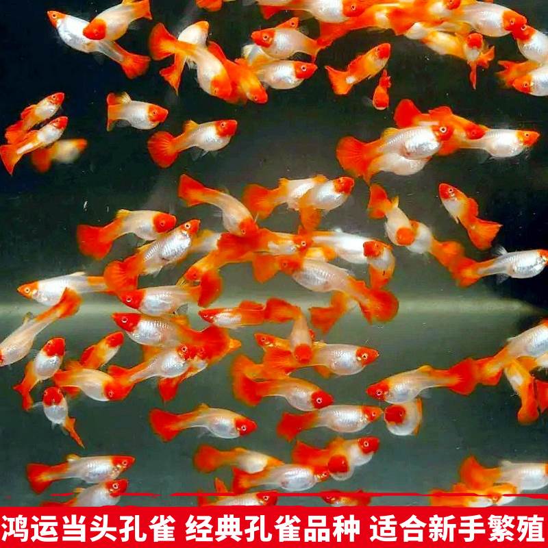 活体观赏鱼鸿运当头纯种孔雀鱼胎生鱼凤尾鱼淡水新手鱼直接生小鱼