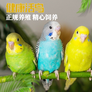 虎皮鹦鹉活鸟鸟活物家养中小型会说话幼鸟活体宠物鸟云斑