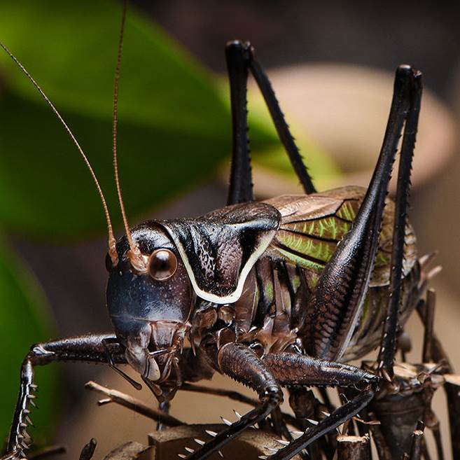 过冬蝈活宠专用笼子竹编
