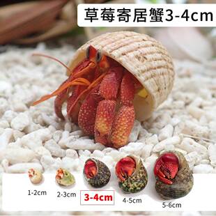陆生淡水寄居蟹宠物草莓短腕寄居蟹懒人观赏蟹新手好养桌面小宠物