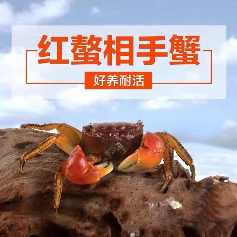 红鳌相手蟹小宠物除藻吃
