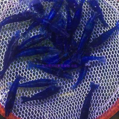 精品大蓝宝石虾 繁殖组 观赏虾蓝钻虾蓝活虾淡水冷水虾鱼缸除藻虾