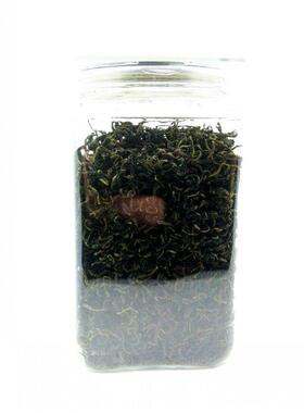 润贝蒲美VCY英公茶