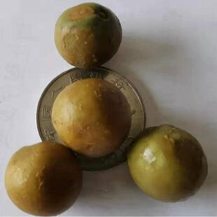 新鲜生天长龙岗鸡头果鸡头芡实头一级鸡米品 满5送1满9送GZS2野斤