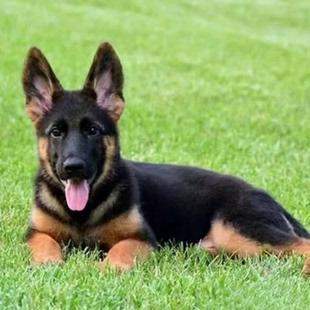 德牧幼犬大型警犬德国牧羊犬混血看家护院弓背大型活体狼狗幼犬狗