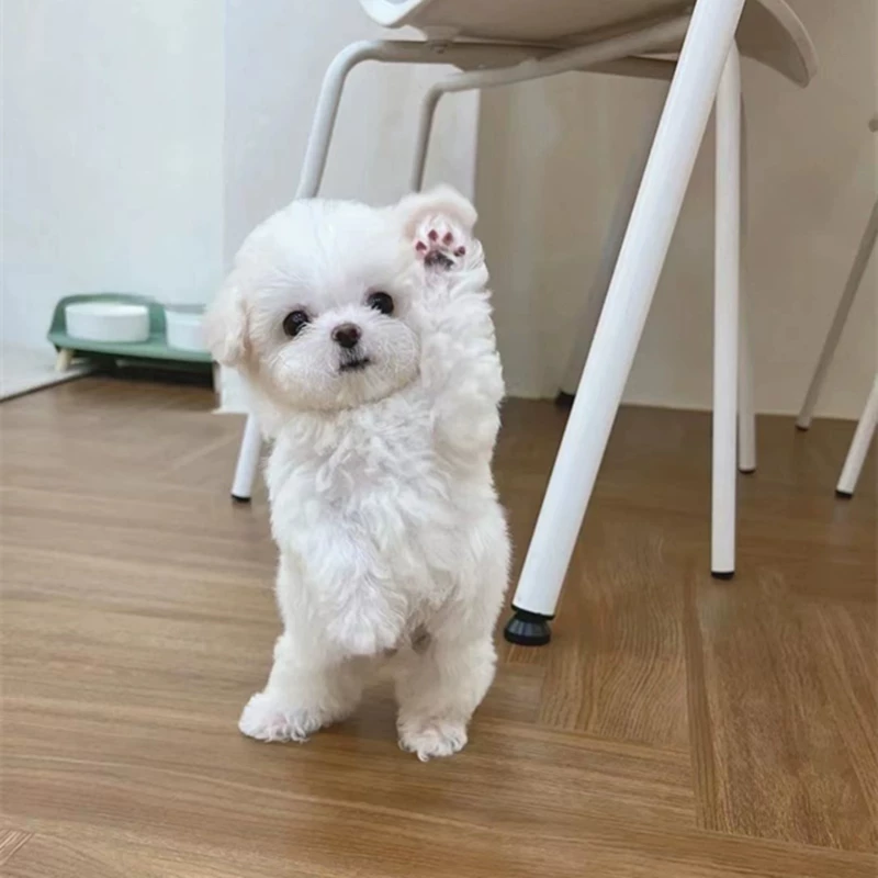 纯种比熊幼犬小体比熊犬长不大飞耳茶杯犬活体小型犬家养宠物狗狗