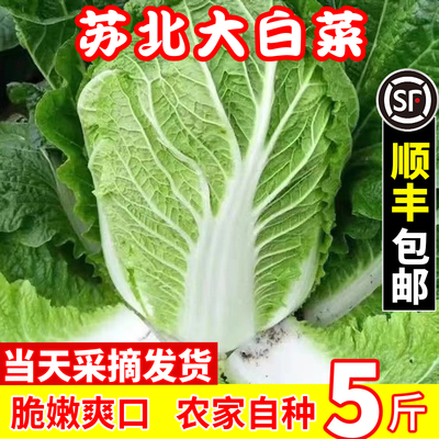 苏北新鲜蔬菜现摘大白菜当季蔬菜