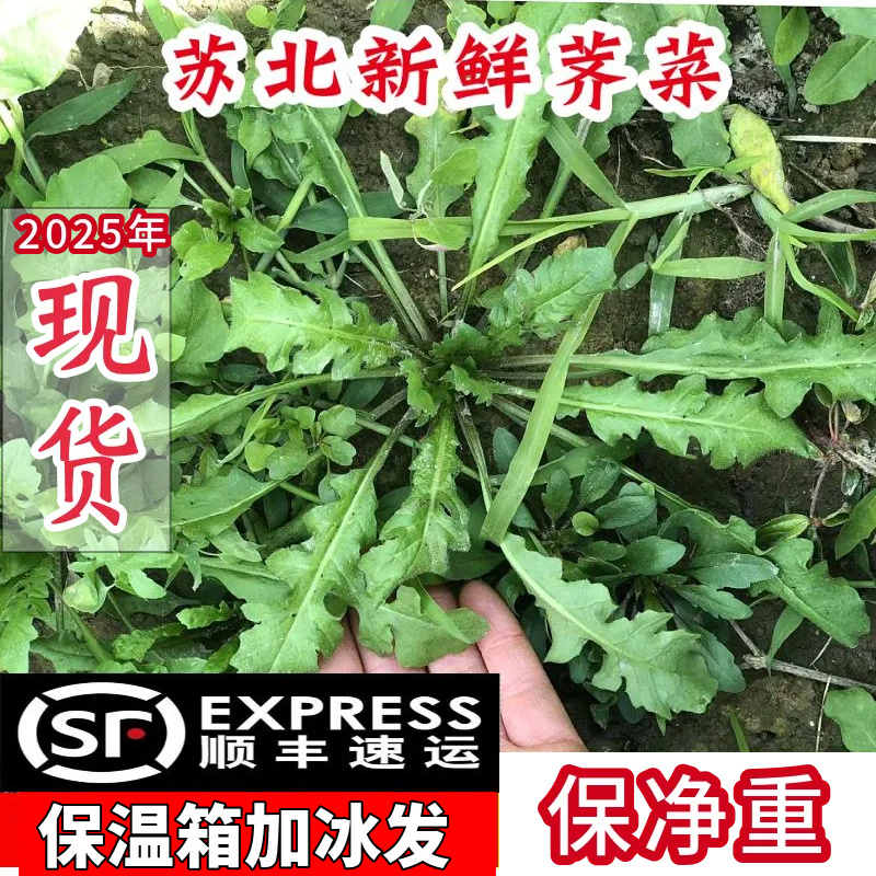 泺涎顺丰荠菜野菜新鲜包邮保鲜嫩