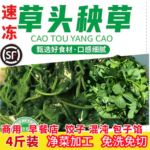 新鲜小草头金花菜野菜三叶菜秧草酒香草头 含水湿的