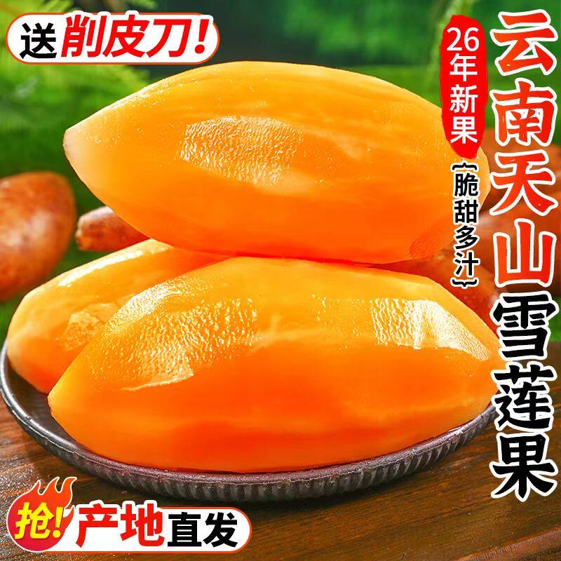 长在云贵高原的“地下雪梨”——云南雪莲果，水润低卡脆到心巴