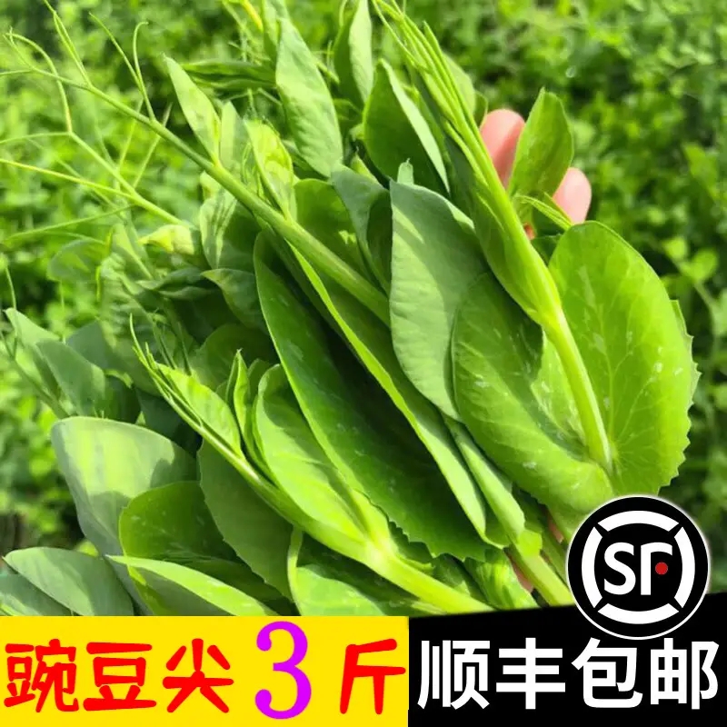 【顺丰包邮】新鲜豌豆尖现摘四川豌豆苗新鲜龙须菜1/2/3斤现摘