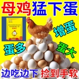 Курица откладывает больше яиц, чтобы устранить фальтопианит и разбить яйца, песочные раковины, яйца, кур, утки и гусные яйца, яйцо откладывает, много красивых яиц