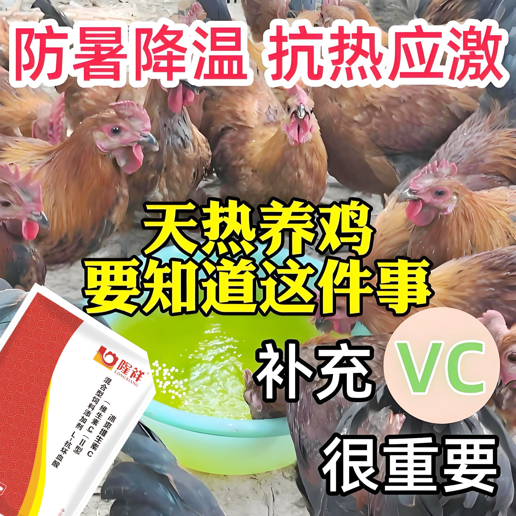 冰爽维c天热养鸡温度高鸡群冰爽维C不爱吃料张嘴呼吸补营养隆祥