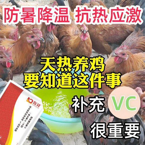 冰爽维c天热养鸡温度高鸡群冰爽维C不爱吃料张嘴呼吸补营养隆祥