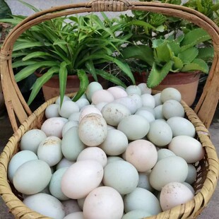 千岛湖正宗溪水鸭农村散养新鲜土鸭蛋30枚