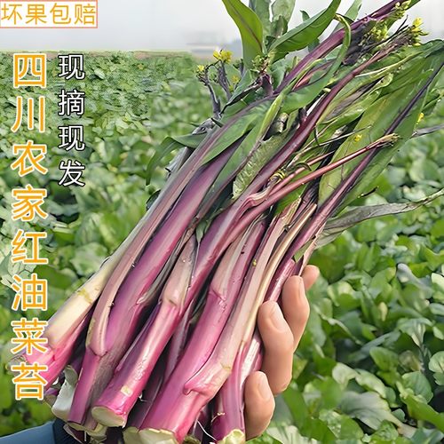 四川红油菜苔农家自种红菜台新鲜蔬菜紫菜苔现摘现发红菜心包邮