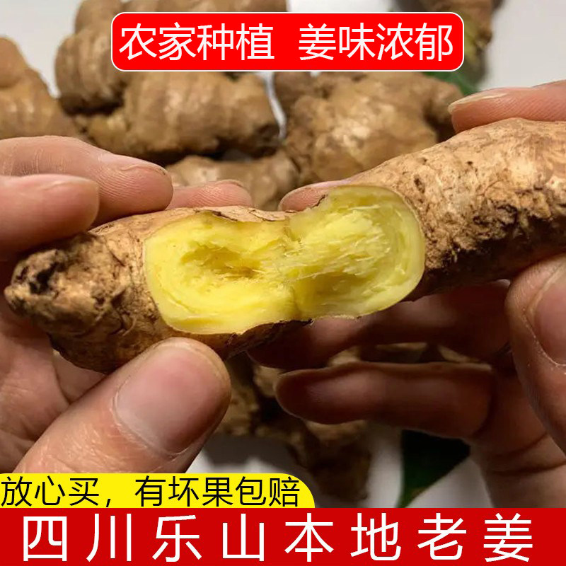四川乐山本地生姜小黄姜老姜月子姜25年新姜现挖高山土姜坏果包赔