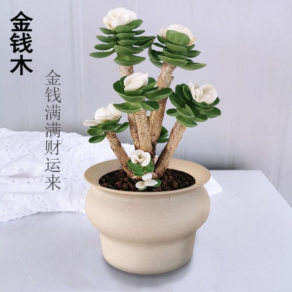 金钱木老桩盆栽多肉植物招财室内办公桌好养绿植花卉防辐射发财树