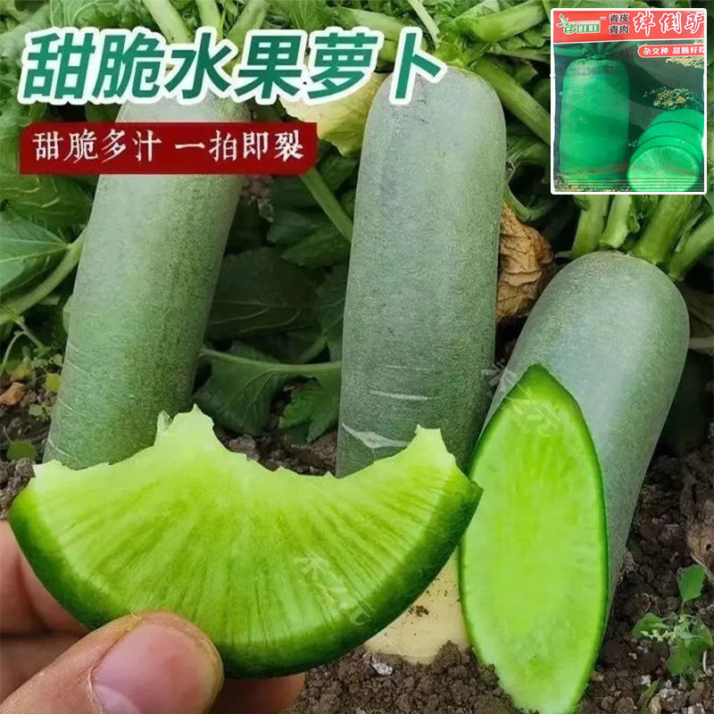 冰糖水果萝卜种子生吃脆甜农家蔬家庭园艺种子