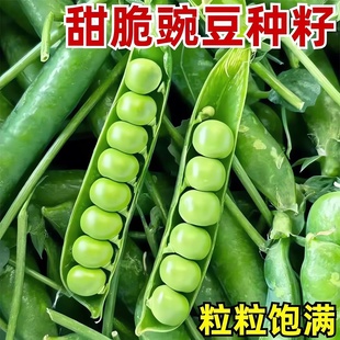 甜脆荷兰豆种子菜豌豆双花双夹高产耐寒农家自种秋冬季豆角菜种子