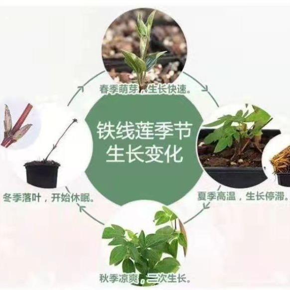 四季重瓣铁线莲爬藤植物花苗带花大花庭院花卉盆栽植物室内蓝光阳