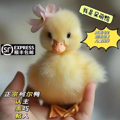 柯尔鸭活宠物小黄鸭子活的网红鸭可达鸭活物柯基鸭观赏鸭科尔鸭仔
