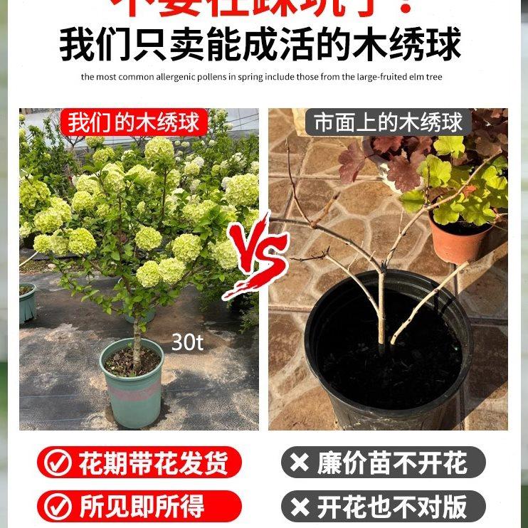 四季木绣球树苗中华木绣球大花斗球高档阳台绿植盆栽庭院地栽耐寒