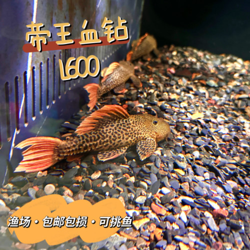 帝王血钻L600坦克异型鱼黄体红鳍
