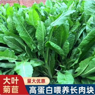 菊苣种籽大叶多年生喂猪菜种子鱼鸡鸭鹅的牧草种子兔子草种植