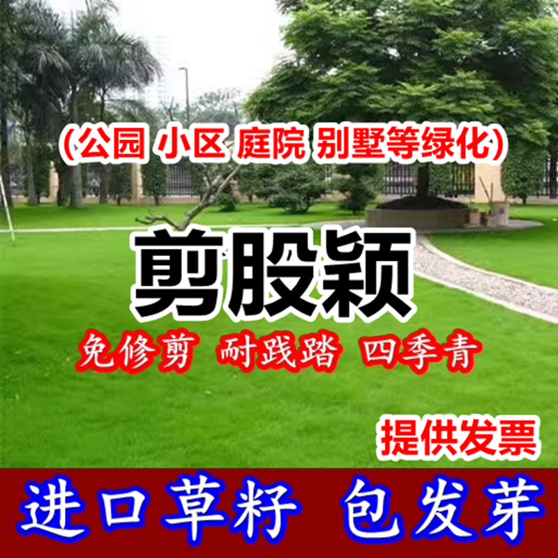 匍匐剪股颖草籽高尔夫球场