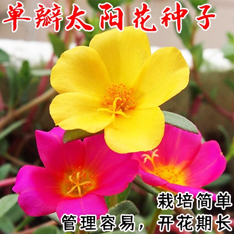 花色仙大花单瓣太阳花苗种子