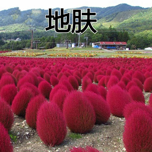 红叶地肤种子绿草麦铁扫帚